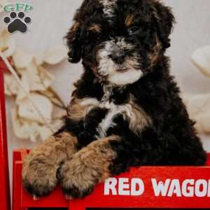 Becky, Mini Bernedoodle Puppy